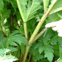 Giant Hogweed